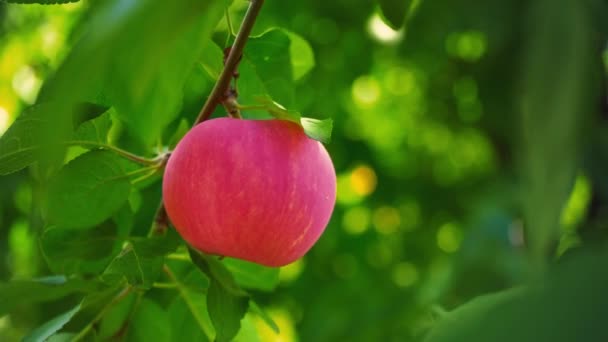 Zralé šťavnaté červené jablko, visící na větvi stromu mezi zelené listy, ovocnářství — Stock video