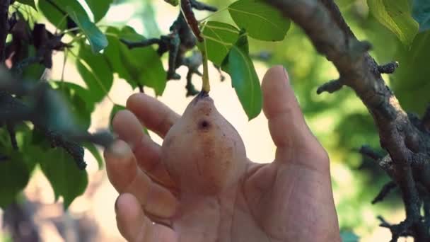 Una mano de hombre aplasta una pera podrida colgando de una rama, un jardinero arranca una fruta podrida de un árbol — Vídeo de stock