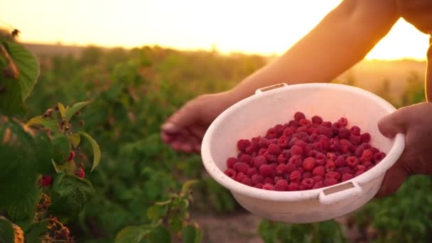 An elderly woman in a brown T-shirt and a white hat rips raspberry berries from a bush and puts them in a white bowl, a raspberry picker harvesting on a sunset background — Stock Video