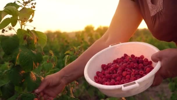 Une femme âgée dans un T-shirt brun et un chapeau blanc arrache les framboises d'un buisson et les met dans un bol blanc, un cueilleur de framboise récolte sur un fond de coucher de soleil — Video