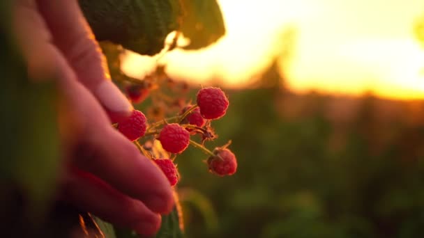 Close-up van een vrouwelijke hand die zachtjes wordt uitgelijnd uit een rijpe frambozen van een struik op een zonsondergang achtergrond, oogsten van frambozen op een plantage, een raspberry picker — Stockvideo