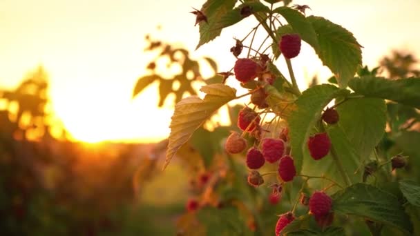 Reife rote Himbeeren, die an einem Strauch auf einer Plantage vor Sonnenuntergang hängen, ein Himbeerstrauch vor einem orangefarbenen Abendhimmel — Stockvideo