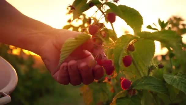 Close-up van een vrouwelijke hand die zachtjes wordt uitgelijnd uit een rijpe frambozen van een struik op een zonsondergang achtergrond, oogsten van frambozen op een plantage, framboos-picker — Stockvideo