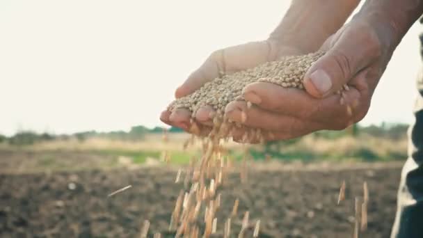 El grano está en las manos del granjero, el trigo se vierte a través de los dedos del hombre en el campo — Vídeos de Stock