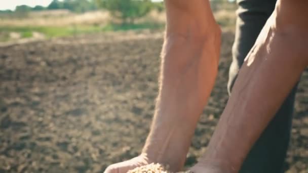 Das Korn liegt in den Händen des Bauern, Weizen wird durch die Finger des Mannes auf dem Feld gegossen — Stockvideo