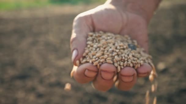 Grain in the hand of a farmer on the background of the earth, wheat is poured through the fingers of a man in the field — Stock Video