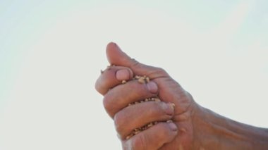 A mans el çeker bir tahıl o yere düşüyor. Tahıl güneşli gökyüzü arka planı bir çiftçinin elinde