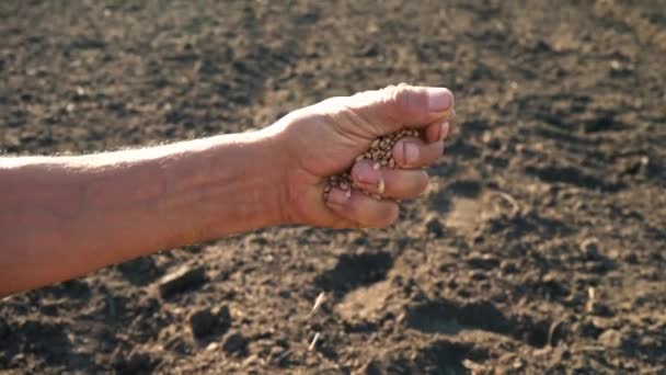 Una mano de hombre tira de un grano que cae al suelo. Grano en la mano de un granjero sobre el fondo de la tierra — Vídeos de Stock