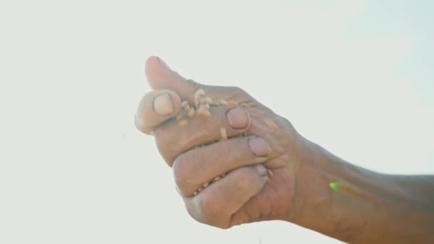 Ένα επανδρώνει χέρι τραβά ένα σπυρί που πέφτει στο έδαφος. Κόκκους στο χέρι του ο γεωργός στο πλαίσιο του ηλιόλουστου ουρανού — Αρχείο Βίντεο