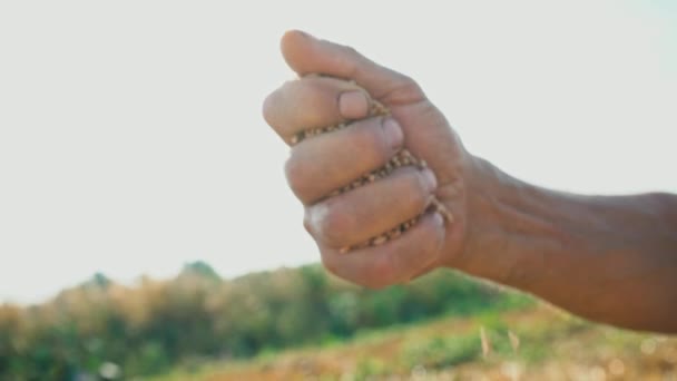 Una mano de hombre tira de un grano que cae al suelo. Grano en la mano de un granjero sobre el fondo del cielo soleado — Vídeos de Stock