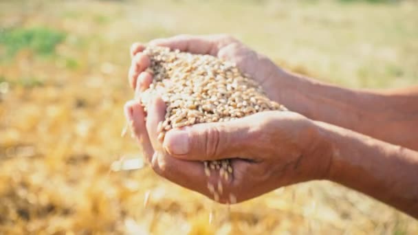 Zrno je v rukou farmář, pšenice se přelije přes prsty muže v poli — Stock video