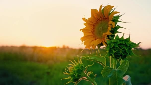 Girassol jovem solitário balançando no vento no campo contra o pôr do sol. Chapéu de girassol ao amanhecer — Vídeo de Stock