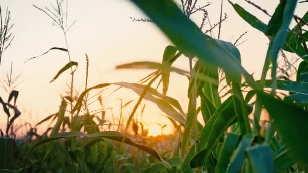 Закат на кукурузном поле. Солнце заходит за горизонт, сумерки в поле, вечерний пейзаж — стоковое видео