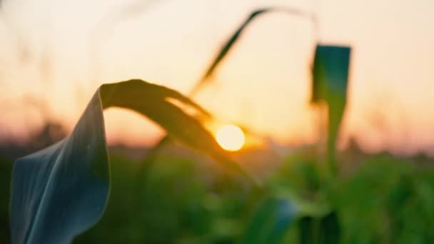 Pôr-do-sol no campo de milho. O sol põe-se sobre o horizonte, crepúsculo no campo, a paisagem da noite. Folhas de milho em foco, close-up — Vídeo de Stock