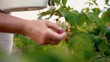 Nazikçe kapalı bir çalı ışığında, ahududu bir plantation, ahududu seçici üzerinde hasat dan olgun bir ahududu yerine oturana bir kadın el Close-up