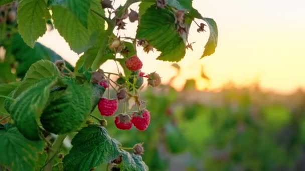 저녁 필드에서 익은 열매와 필드, 일몰 배경에 라즈베리 부시, 라즈베리 부시의 지점에서 바람에 흔들리고 익은 딸기와 라즈베리의 지점 — 비디오