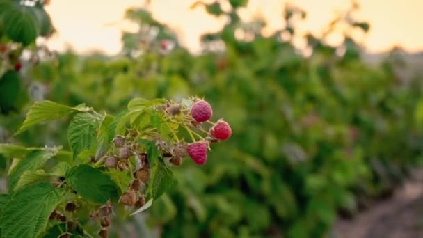 梨花の手はゆっくりとラズベリー、手のクローズ アップの枝から熟した果実を涙します。夕暮れ時の収穫 — ストック動画