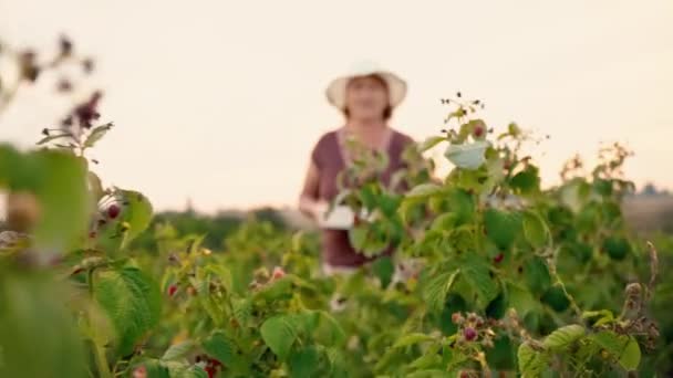 Uma mulher idosa de calças brancas, uma camiseta marrom e um chapéu branco rasga bagas de framboesa de um arbusto e as coloca em uma tigela branca, o colhedor caminha entre arbustos de framboesa, arrancando — Vídeo de Stock