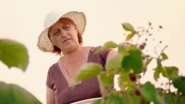 Yaşlı bir kadın kahverengi tişört ve beyaz bir şapka ahududu meyveleri bir çalı gelen akıntılar ve onları beyaz bir kase koyar, hasat seçici dikkatle seçer ve tatili bir çalı karşı gelen ahududu