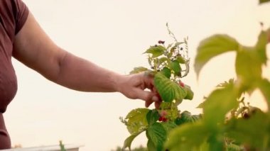 Yaşlı bir kadın kahverengi tişört ve beyaz bir şapka ahududu meyveleri bir çalı gelen akıntılar ve onları beyaz bir kase koyar, hasat seçici dikkatle seçer ve tatili bir çalı karşı gelen ahududu
