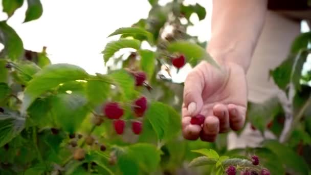 Жіноча рука повільно розриває стиглі ягоди з гілки малини, крупним планом. Збір врожаю на заході сонця — стокове відео