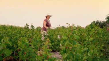 Yaşlı bir kadın beyaz pantolon, kahverengi bir T-shirt ve beyaz bir şapka ahududu meyveleri bir çalı gelen akıntılar ve beyaz bir kase, sökük uzakta günbatımı bir arka plan üzerinde olgunlaşmış meyveler hasat seçici yerleştirmektedir