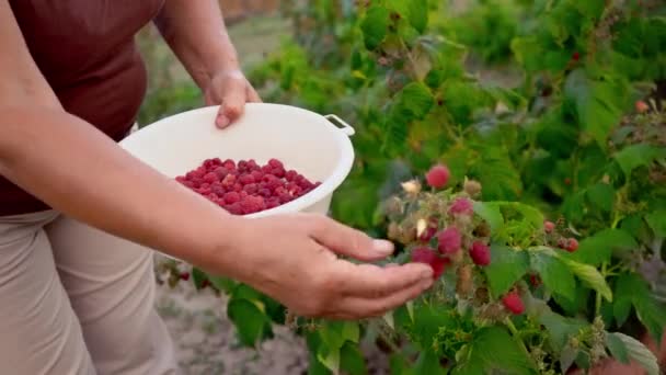 Close-up van een vrouwelijke hand die zachtjes wordt uitgelijnd uit een rijpe frambozen van een struik in daglicht, oogsten van frambozen op een plantage, framboos-picker — Stockvideo