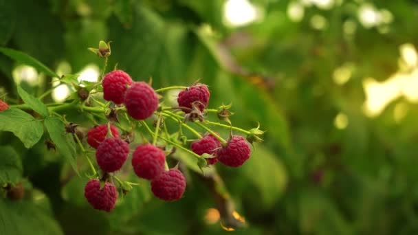 Een tak van de framboos met rijpe bessen zwaaiend in de wind in het veld, de tak van een raspberry bush op een daglicht, een raspberry heester met rijpe bessen op de plantages — Stockvideo