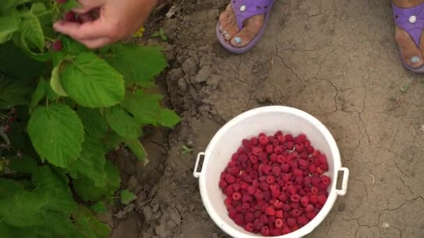 Close-up of a female hand that gently snaps off a ripe raspberries from a bush and puts it in a white bowl, standing on dry ground, harvesting raspberries on a plantation in daylight, raspberry picker — Stock Video