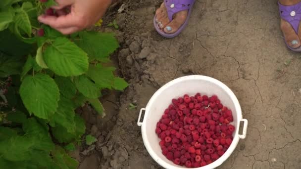 Primo piano di una mano femminile che stacca delicatamente un lamponi maturi da un cespuglio e lo mette in una ciotola bianca, in piedi su terreno asciutto, raccogliendo lamponi su una piantagione alla luce del giorno, raccoglitore di lamponi — Video Stock