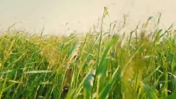 Un niño con una camiseta naranja brillante salta de la hierba verde alta, el niño se esconde en el campo entre la hierba — Vídeo de stock