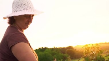 Yaşlı bir kadın beyaz pantolon, kahverengi bir T-shirt ve beyaz bir şapka ahududu meyveleri bir çalı gelen akıntılar ve beyaz bir kase, sökük uzakta günbatımı bir arka plan üzerinde olgunlaşmış meyveler hasat seçici yerleştirmektedir