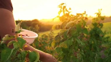 Yaşlı bir kadın beyaz pantolon, kahverengi bir T-shirt ve beyaz bir şapka ahududu meyveleri bir çalı gelen akıntılar ve beyaz bir kase, sökük uzakta günbatımı bir arka plan üzerinde olgunlaşmış meyveler hasat seçici yerleştirmektedir