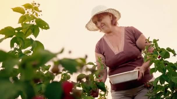 Uma mulher idosa de calças brancas, uma camiseta marrom e um chapéu branco rasga bagas de framboesa de um arbusto e as coloca em uma tigela branca, o colhedor arrancando bagas maduras em um fundo de pôr do sol — Vídeo de Stock