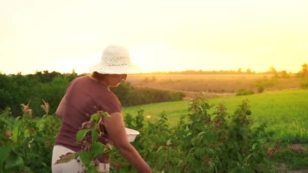 An elderly woman in white trousers, a brown T-shirt and a white hat rips raspberry berries from a bush and puts them in a white bowl, the harvest picker ripping off ripe berries on a sunset background — Stock Video