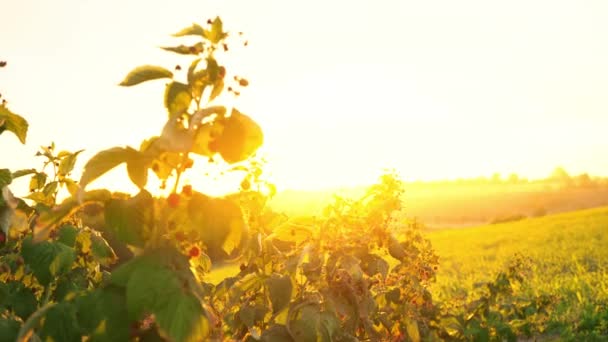 Arbustos de frambuesa en los rayos del sol poniente, puesta de sol sobre la plantación de frambuesas, amanecer en un campo donde crecen las frambuesas — Vídeo de stock