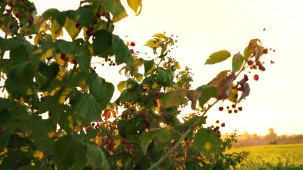 Malinový keře v paprscích zapadajícího slunce, západ slunce nad Malinová plantáže, svítání v poli kde rostou maliny, Subjektivní kamera, zdola nahoru — Stock video