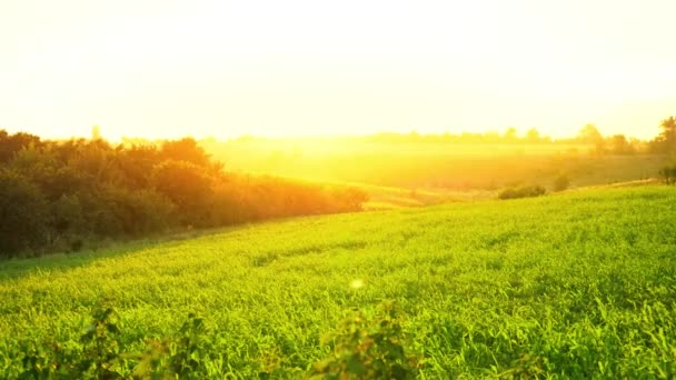 夜明けグリーン フィールドの上夏の太陽光線は、水平線、夕暮れの起伏のある草原から突破 — ストック動画