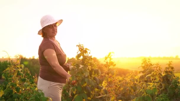 一位穿着白色长裤、棕色 t恤和白帽子的老太太从灌木丛中撕开覆盆子浆果, 把它们放在一个白色的碗里, 收割采摘者在日落的背景下摘下成熟的浆果。 — 图库视频影像