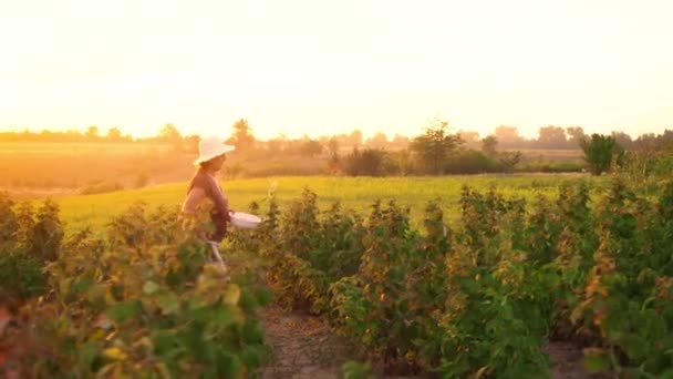 Une femme âgée en pantalon blanc, un T-shirt marron et un chapeau blanc arrachent les framboises d'un buisson et les mettent dans un bol blanc, le cueilleur arrachant les baies mûres sur un fond de coucher de soleil — Video