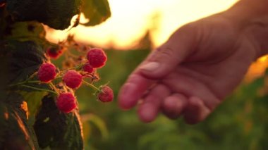 Yavaşça uzakta--dan hasat ahududu bir plantation, ahududu seçici üzerinde günbatımı bir arka plan üzerine bir çalı olgun bir ahududu yerine oturana bir kadın el Close-up