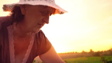 Yaşlı bir kadın kahverengi tişört ve beyaz bir şapka ahududu meyveleri bir çalı gelen akıntılar ve beyaz bir kase, gün batımı bir arka plan üzerinde hasat ahududu bir seçici yerleştirmektedir