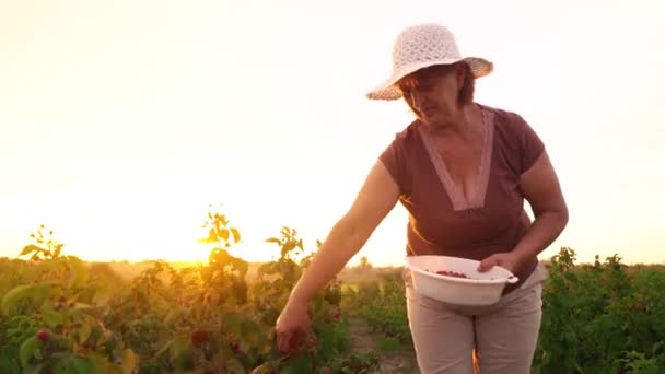 Una anciana en pantalones blancos, una camiseta marrón y un sombrero blanco arranca bayas de frambuesa de un arbusto y las pone en un tazón blanco, un recolector de frambuesa cosechando sobre un fondo de puesta de sol — Vídeo de stock