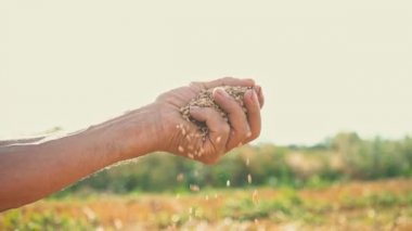 A mans el çeker bir tahıl o yere düşüyor. Tahıl güneşli gökyüzü arka planı bir çiftçinin elinde