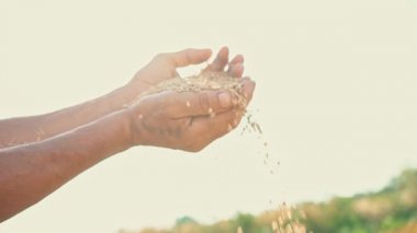 Tahıl güneş ışığı altında bir çiftçinin elinde buğday alanında bir adamın parmaklarının arasından dökülür