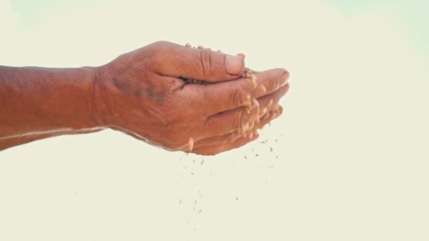 Grano en la mano de un granjero a la luz del sol, trigo se vierte a través de los dedos de un hombre en el campo — Vídeo de stock