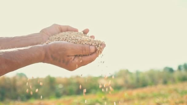 Korn in der Hand eines Bauern im Sonnenlicht, Weizen wird durch die Finger eines Mannes auf dem Feld gegossen — Stockvideo