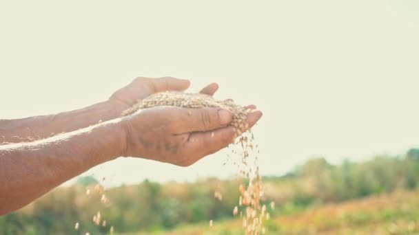 Grano en la mano de un granjero a la luz del sol, trigo se vierte a través de los dedos de un hombre en el campo — Vídeos de Stock