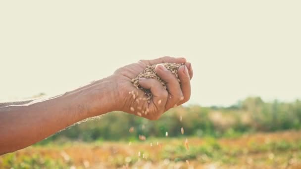 A mans hand trekt een graan dat op de grond valt. Graan in de hand van een boer tegen de achtergrond van de zonnige hemel — Stockvideo