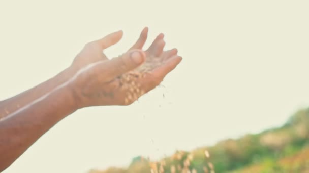 Κόκκους στο χέρι ενός αγρότη στο φως του ήλιου, σιτάρι είναι χύνεται μέσα από τα δάχτυλα του άνδρα στο πεδίο — Αρχείο Βίντεο